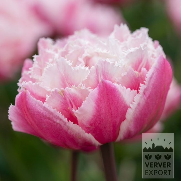 Tulpen 'Sugar Crystal' (12877)