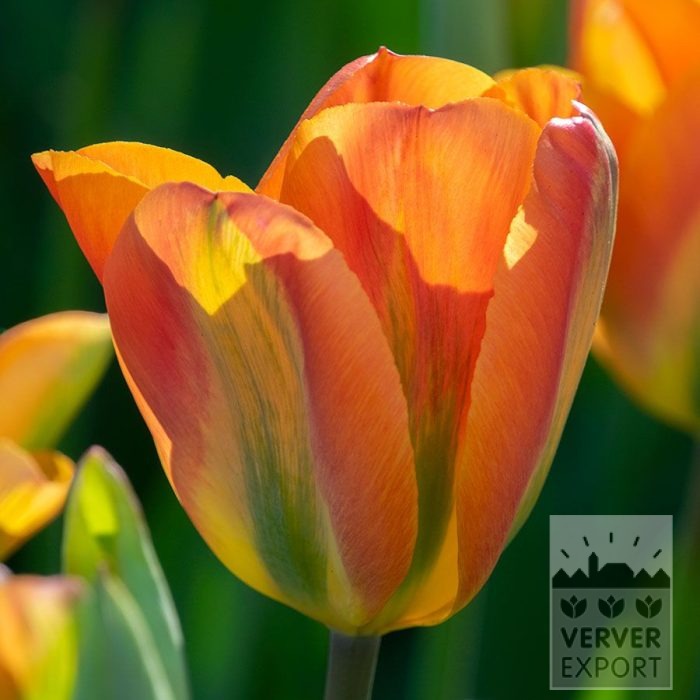 Tulpen 'Orange Marmelade' (12879)