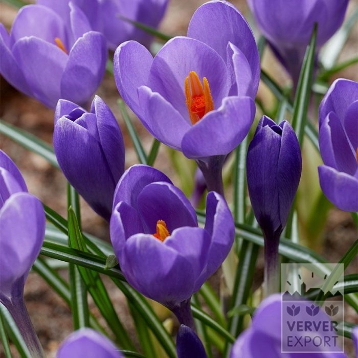 Krokus 'Aqua' (14039)
