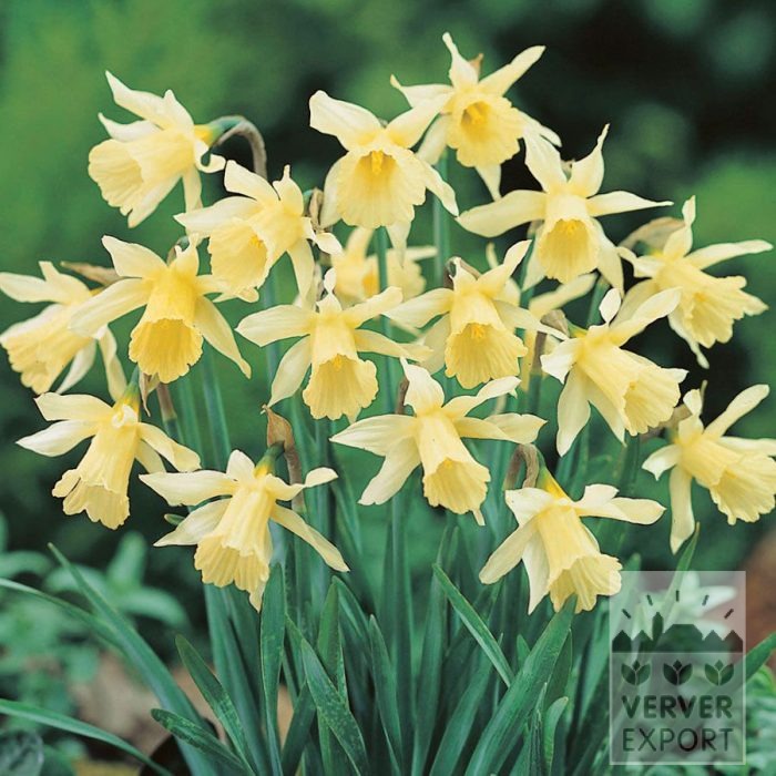 Narcissen 'W.P. Milner' (15706)