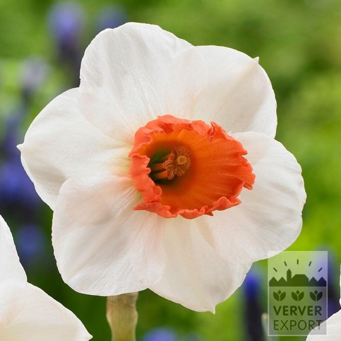 Narcissen 'Brooke Ager' (15745)