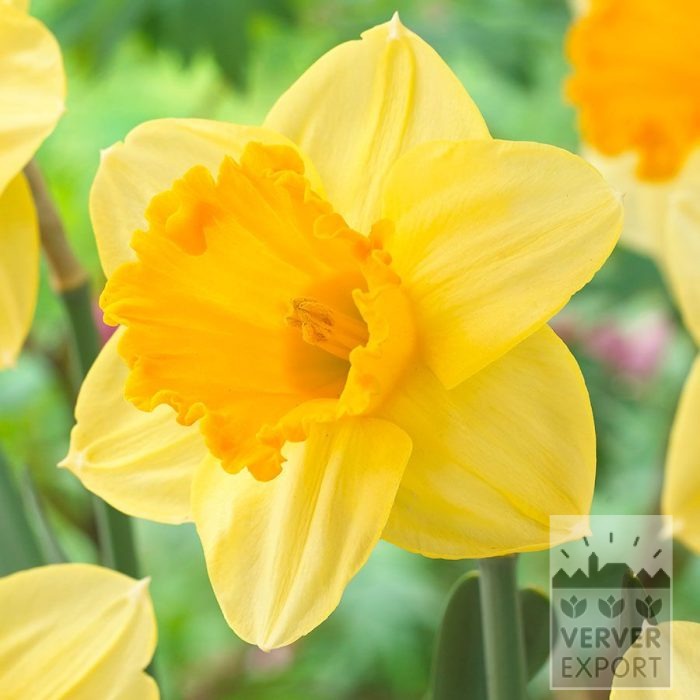 Narcissen 'Signor' (15746)