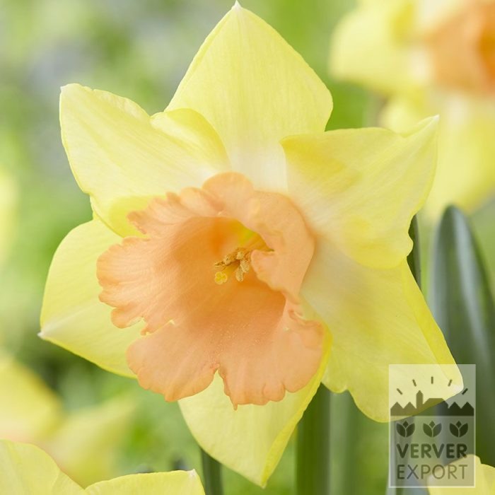 Narcissen 'Tom Pouce' (15747)