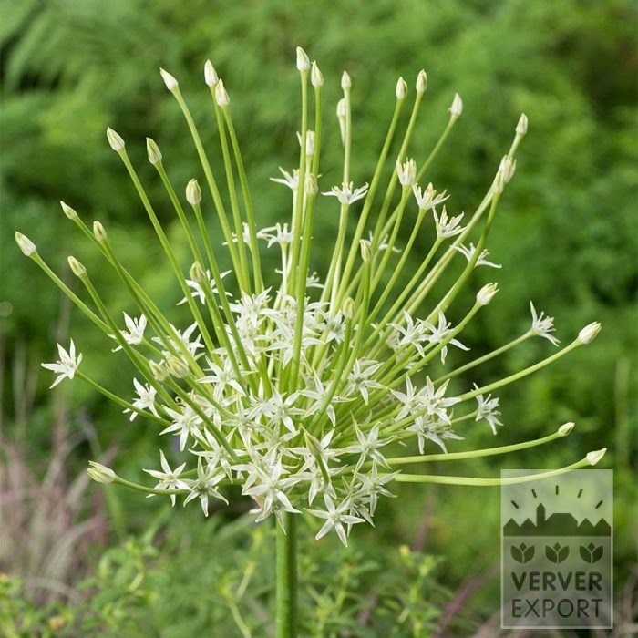 Allium schubertii 'Arctic Snow' (16239)