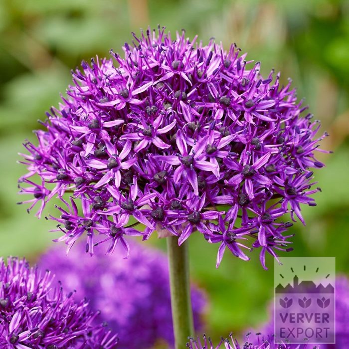 Allium 'Chicago' (16240)