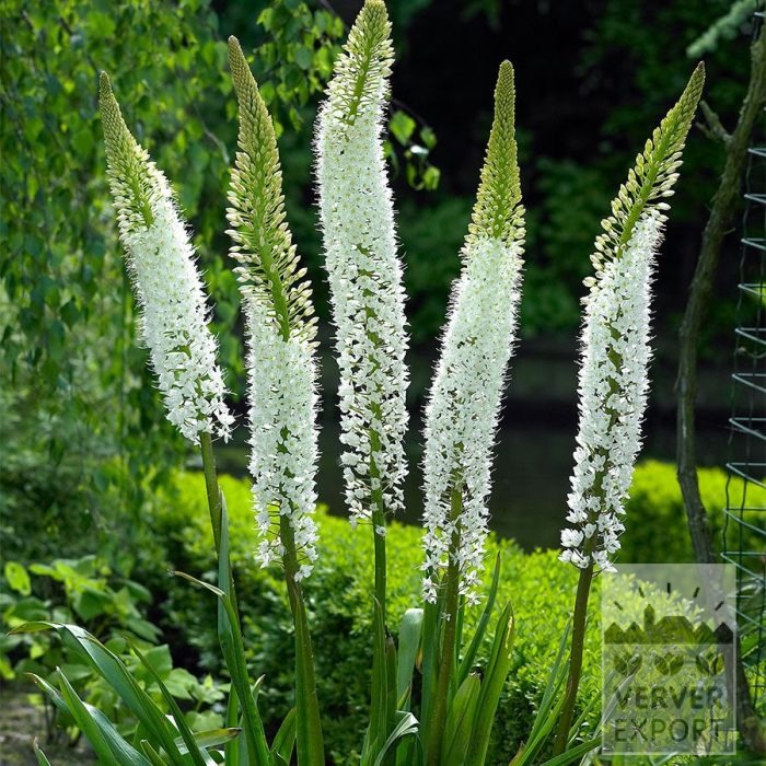 Eremurus himalaicus (16242)