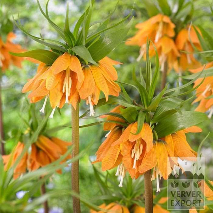 Fritillaria 'Early Dream' (16244)
