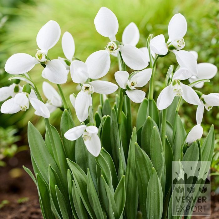 Galanthus elwesii 'Polar Bear' (16245)