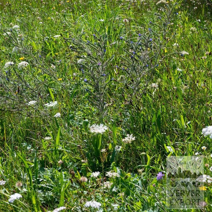 Kits 'Nature Matsina' © (11339) - Afbeelding 4