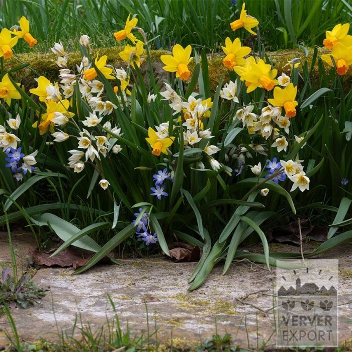 Mix Verver 'Rocky Road Flower' © (11638)