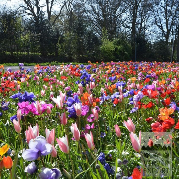 Kits 'Nature Fiesta' © (11791)