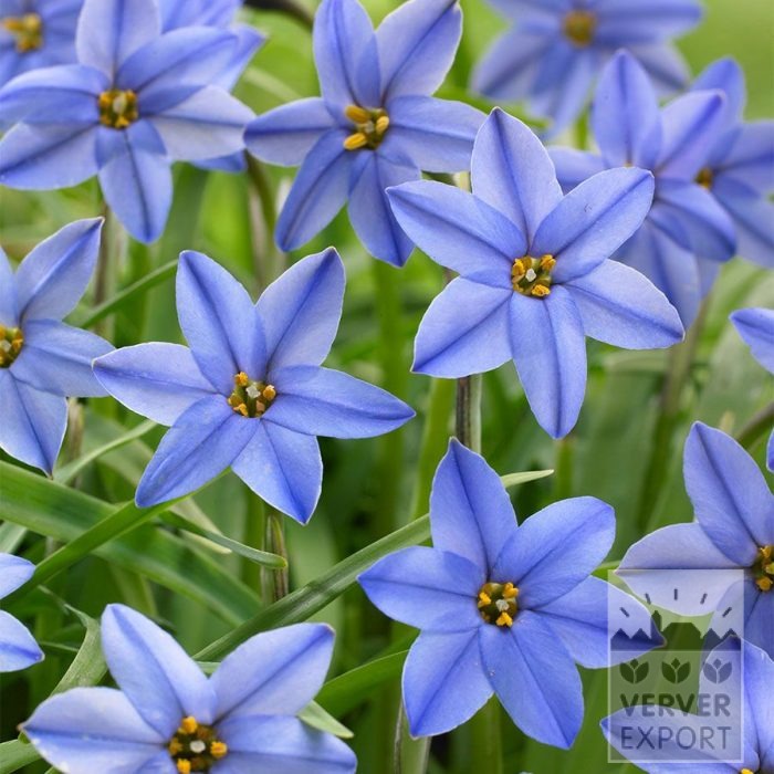 Ipheion uniflorum 'Jessie' (16246)