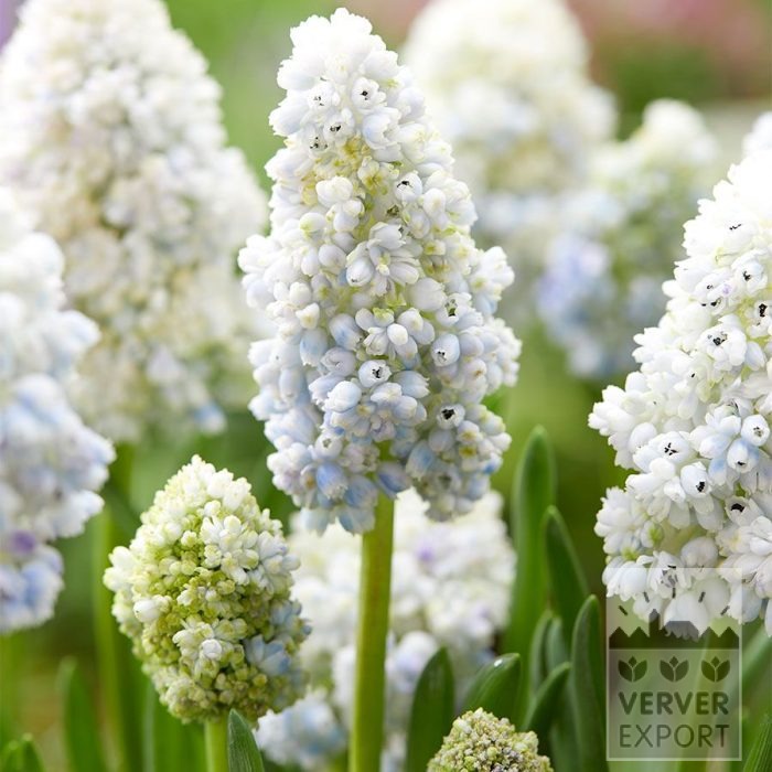 Muscari 'Nature's Beauty' (16248)