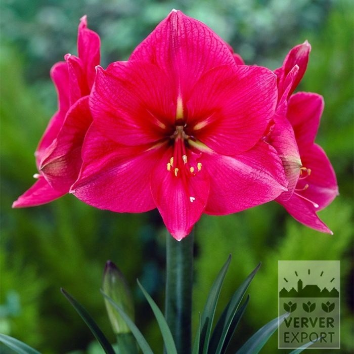 Amaryllis - binnencultuur 'Hercules' (36168)
