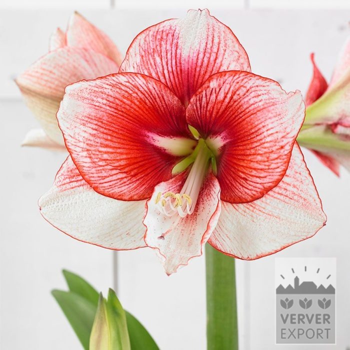 Amaryllis - binnencultuur 'Showmaster' (36169)