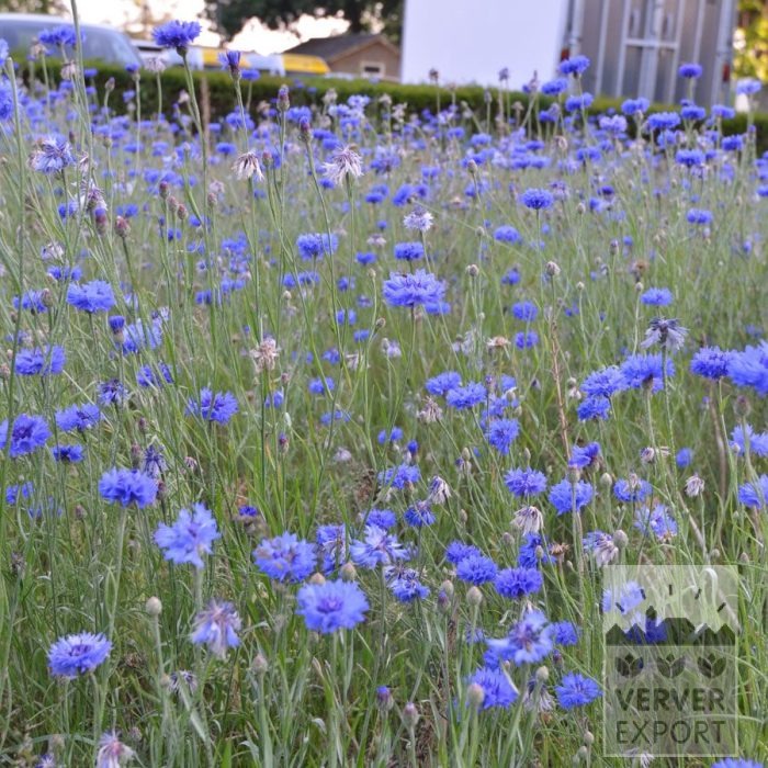 Kits 'Nature Azzurra' © (11143) - Afbeelding 5